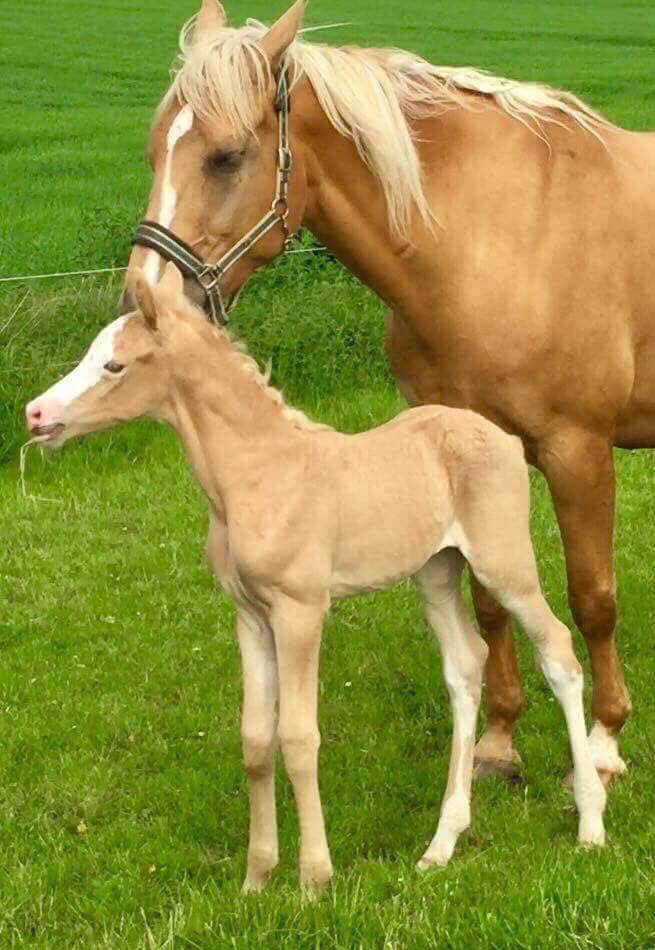 Palomino Sport Horse Foal